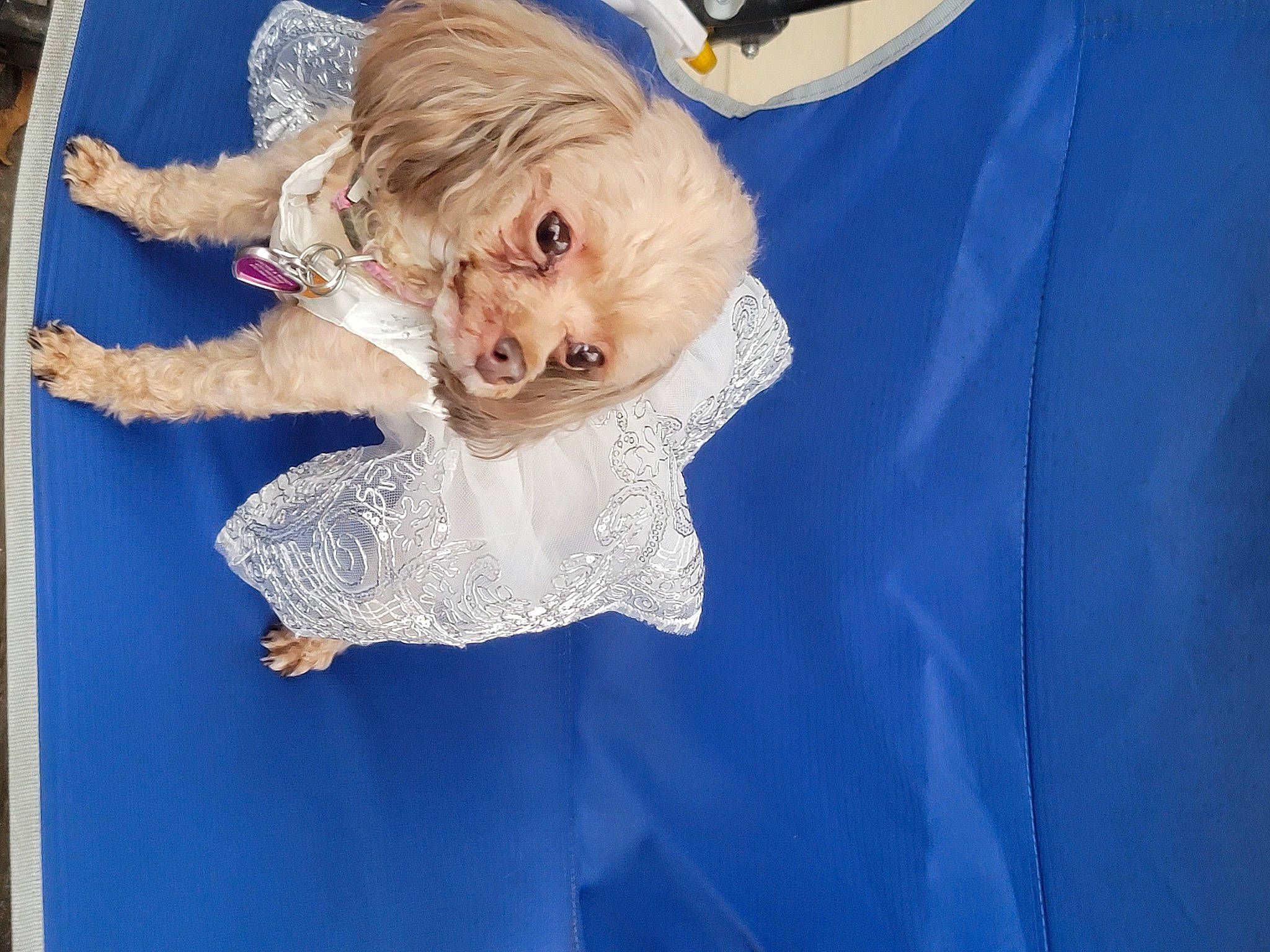 Cocoa Puff is registered to the contest to win money with this photo: art, blue, canidae, carnivore, companion_dog, dog, dog_breed, dog_clothes, dog_supply, electric_blue, fawn, fur, linens, sleeve, small_terrier, snout, sporting_group, terrier, toy_dog, working_animal
