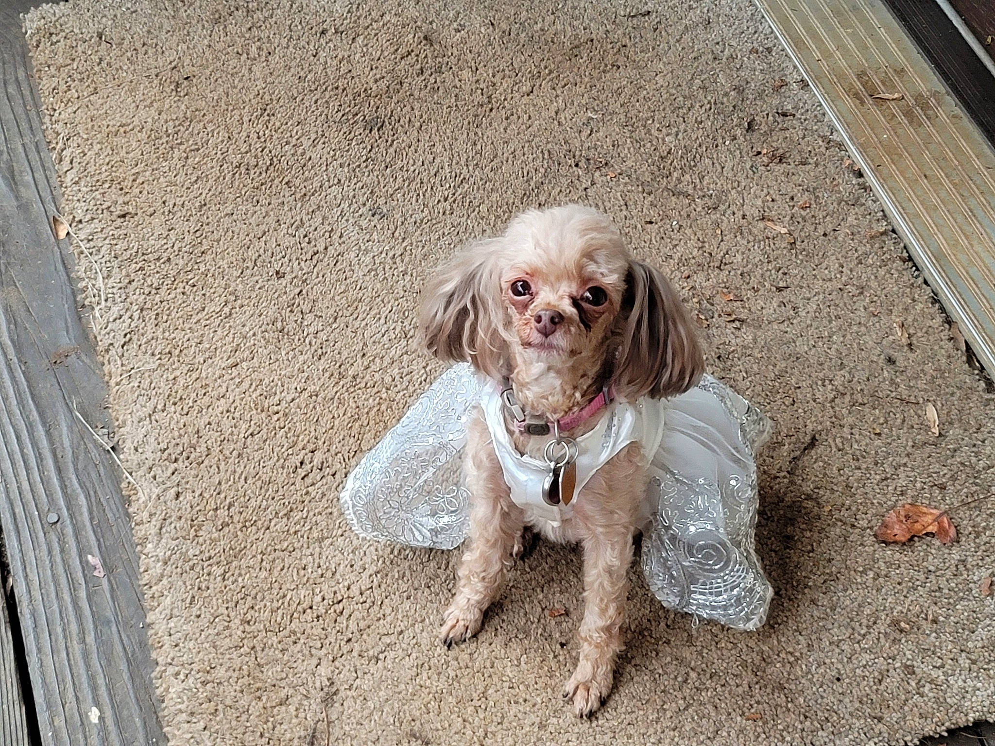 Cocoa Puff is registered to the contest to win money with this photo: canidae, carnivore, companion_dog, dog, dog_breed, dog_supply, fawn, fur, grey, gun_dog, leash, liver, mammal, pointing_breed, road_surface, snout, spaniel, sporting_group, toy_dog, vertebrate