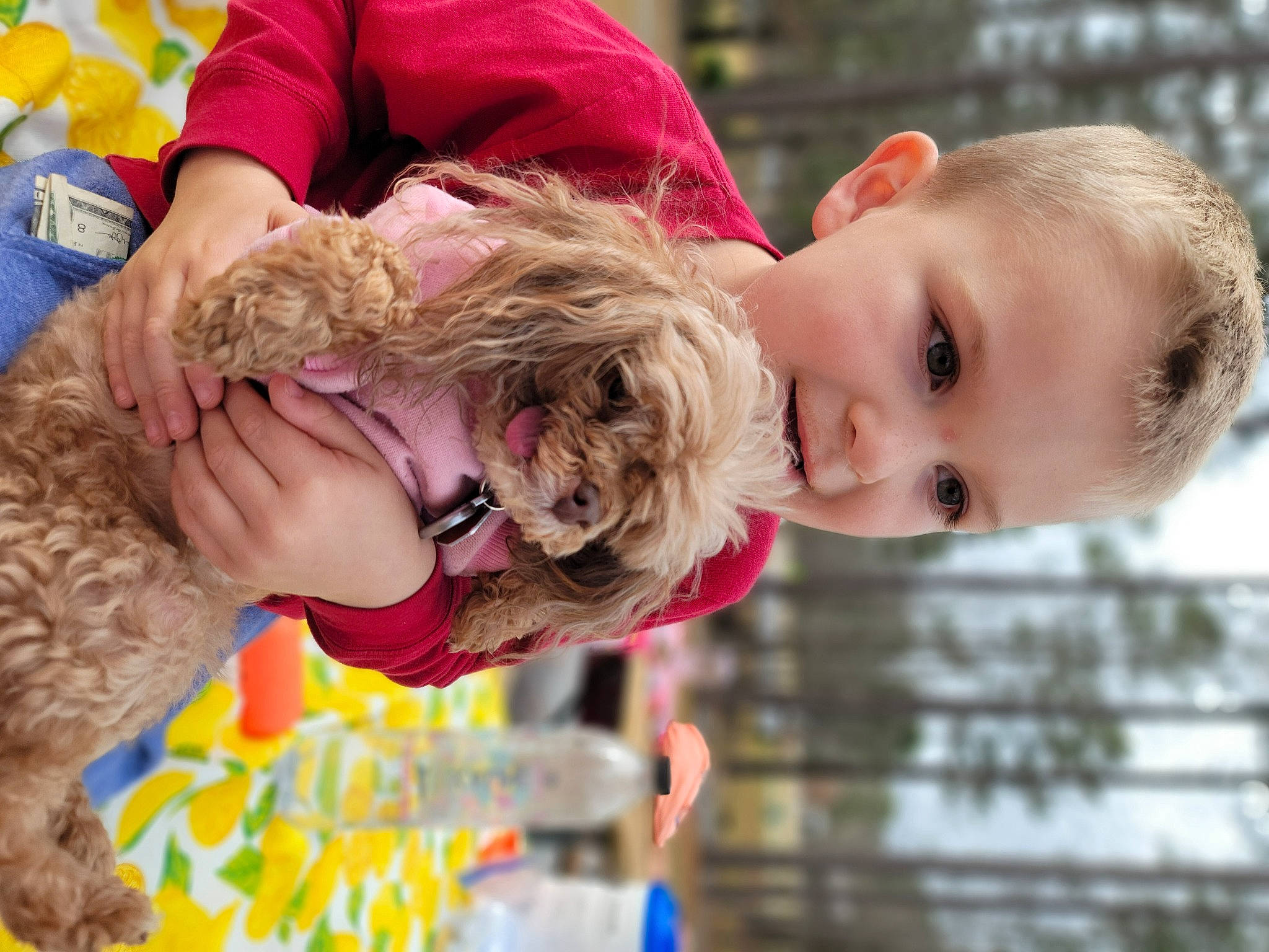 Cocoa Puff joined the competition — help win amazing prizes! blond, carnivore, child, companion_dog, dog, dog_breed, fun, fur, grass, happy, leisure, pattern, plant, play, portrait_photography, recreation, smile, toddler, tree, water