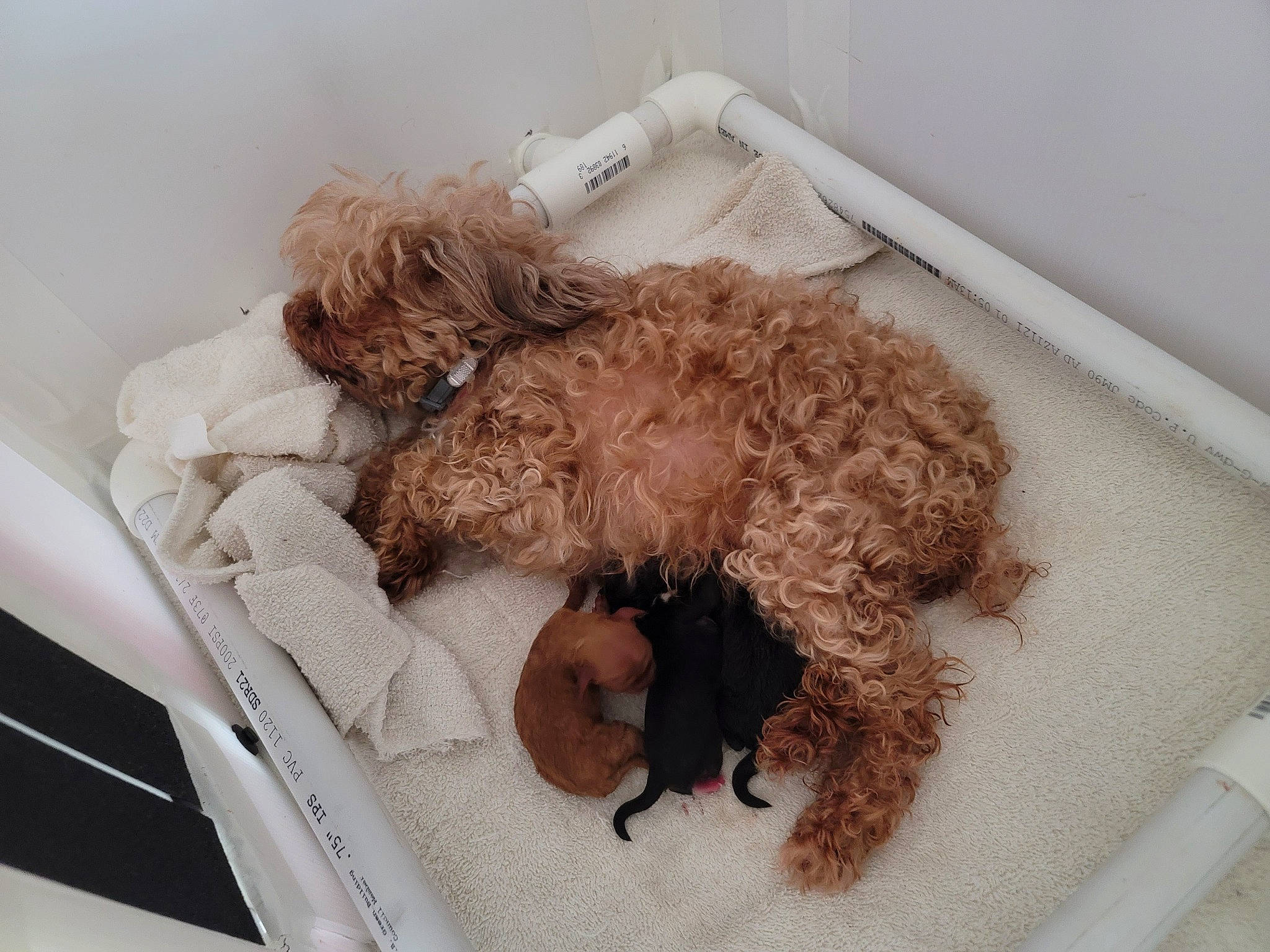 Cocoa Puff joined the competition — help win amazing prizes! animal_feed, bathing, canidae, carnivore, comfort, companion_dog, dog, dog_breed, dog_supply, fawn, fur, labradoodle, liver, pet_supply, poodle, sporting_group, terrier, toy_dog, water_dog, working_animal