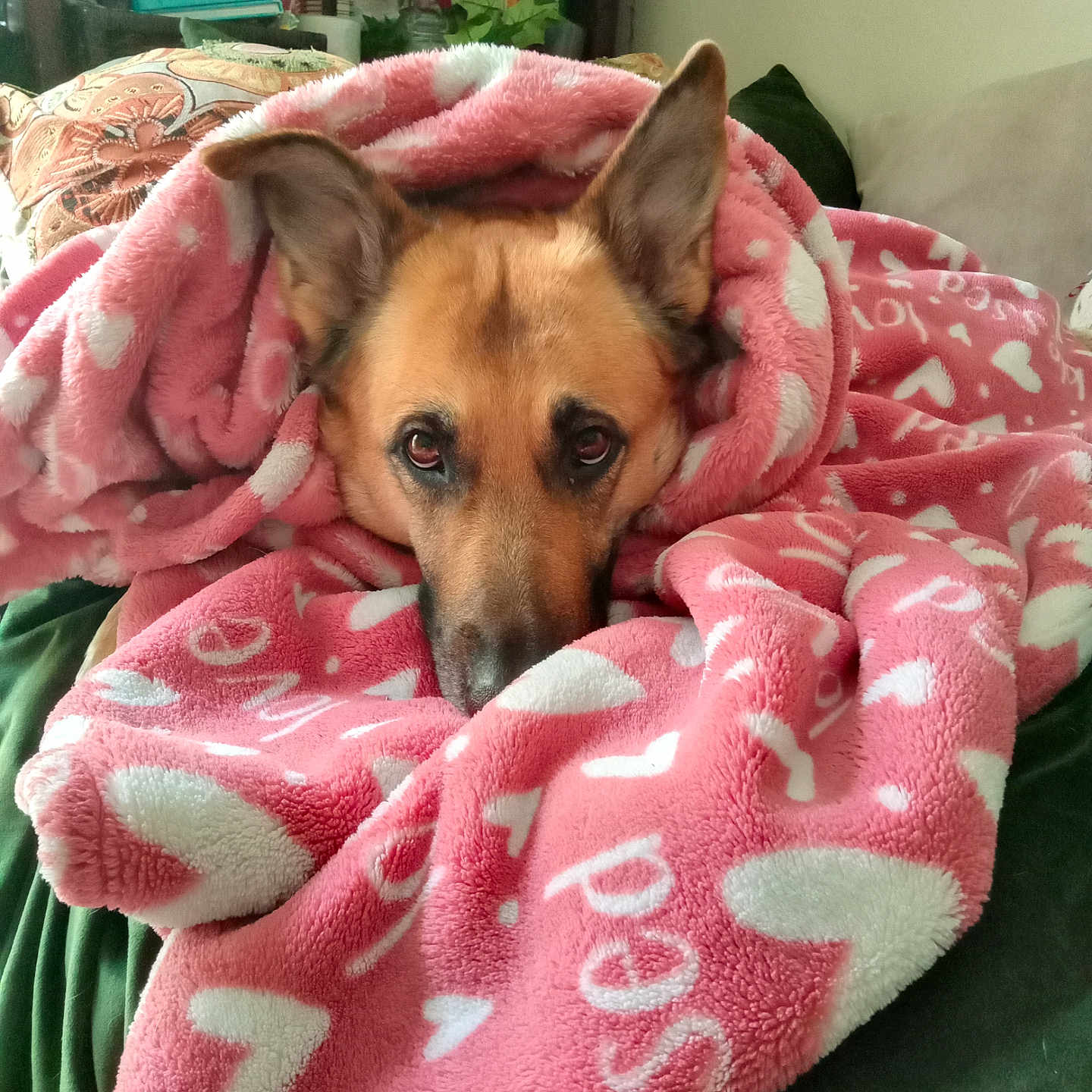 Nikita is registered to the contest to win money with this photo: animal, bed, bedroom, blanket, canine, cushion, dog, furniture, germanshepherd, homedecor, hound, husky, indoors, laundry, linen, pet, puppy, quilt, room, towel
