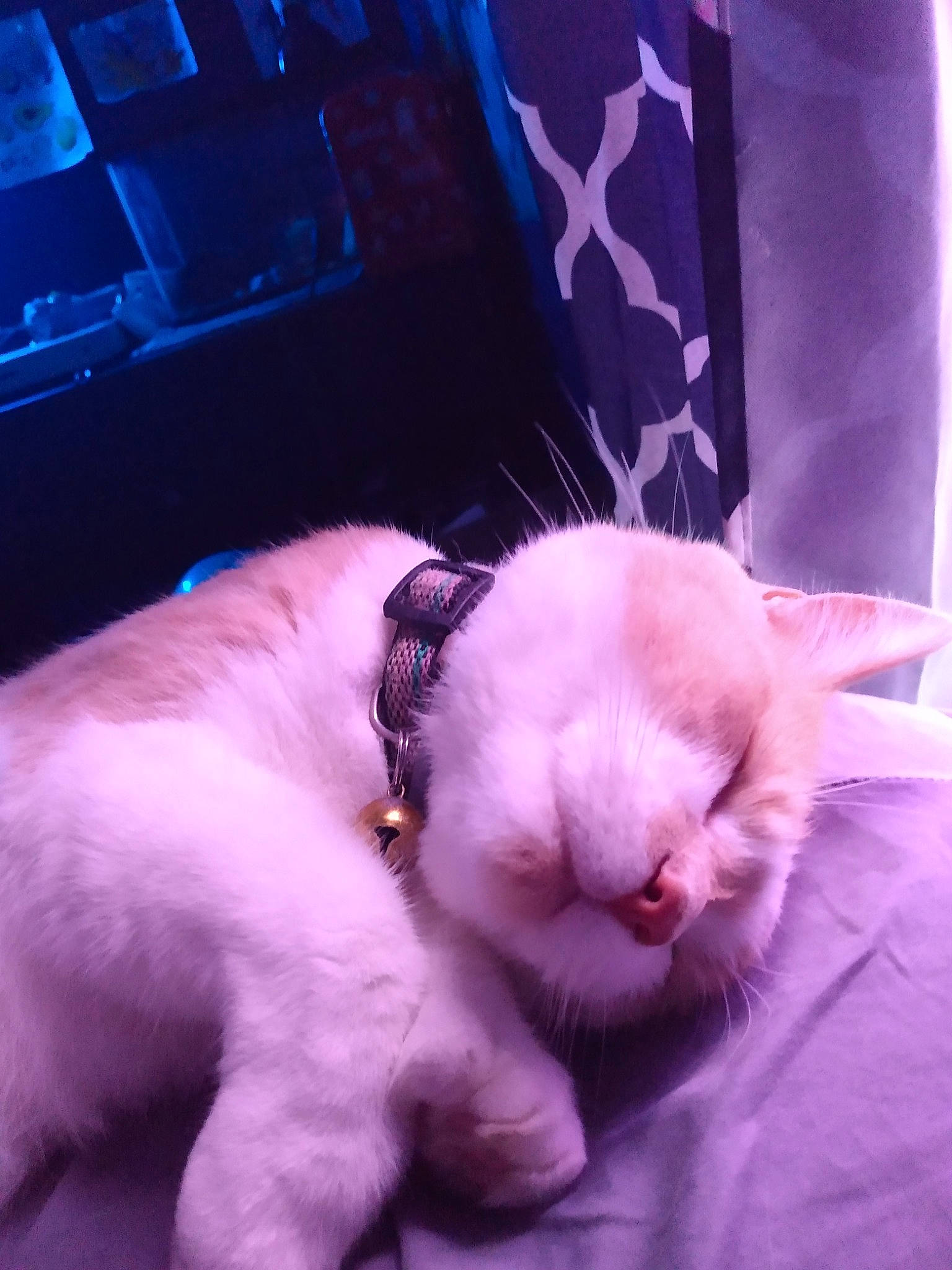 Oliver joined the competition — help win amazing prizes! carnivore, cat, cloud, comfort, companion_dog, computer_keyboard, dog_breed, domestic_short_haired_cat, electric_blue, fawn, felidae, fur, linens, paw, pink, sky, small_to_medium_sized_cats, snout, tail, whiskers