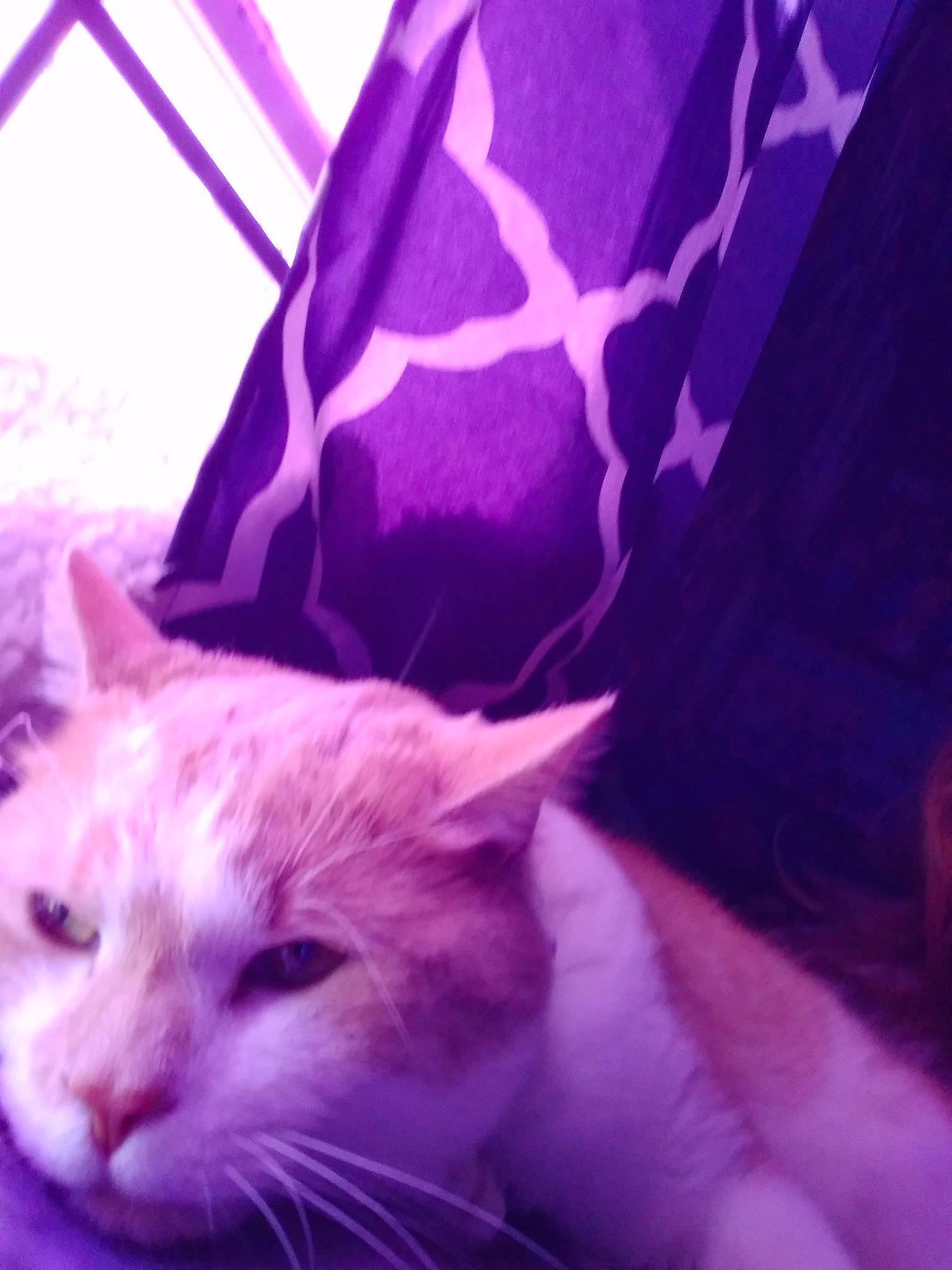 Oliver joined the competition — help win amazing prizes! carnivore, cat, cloud, comfort, domestic_short_haired_cat, electric_blue, felidae, fur, linens, magenta, pattern, purple, room, small_to_medium_sized_cats, square, tail, violet, whiskers