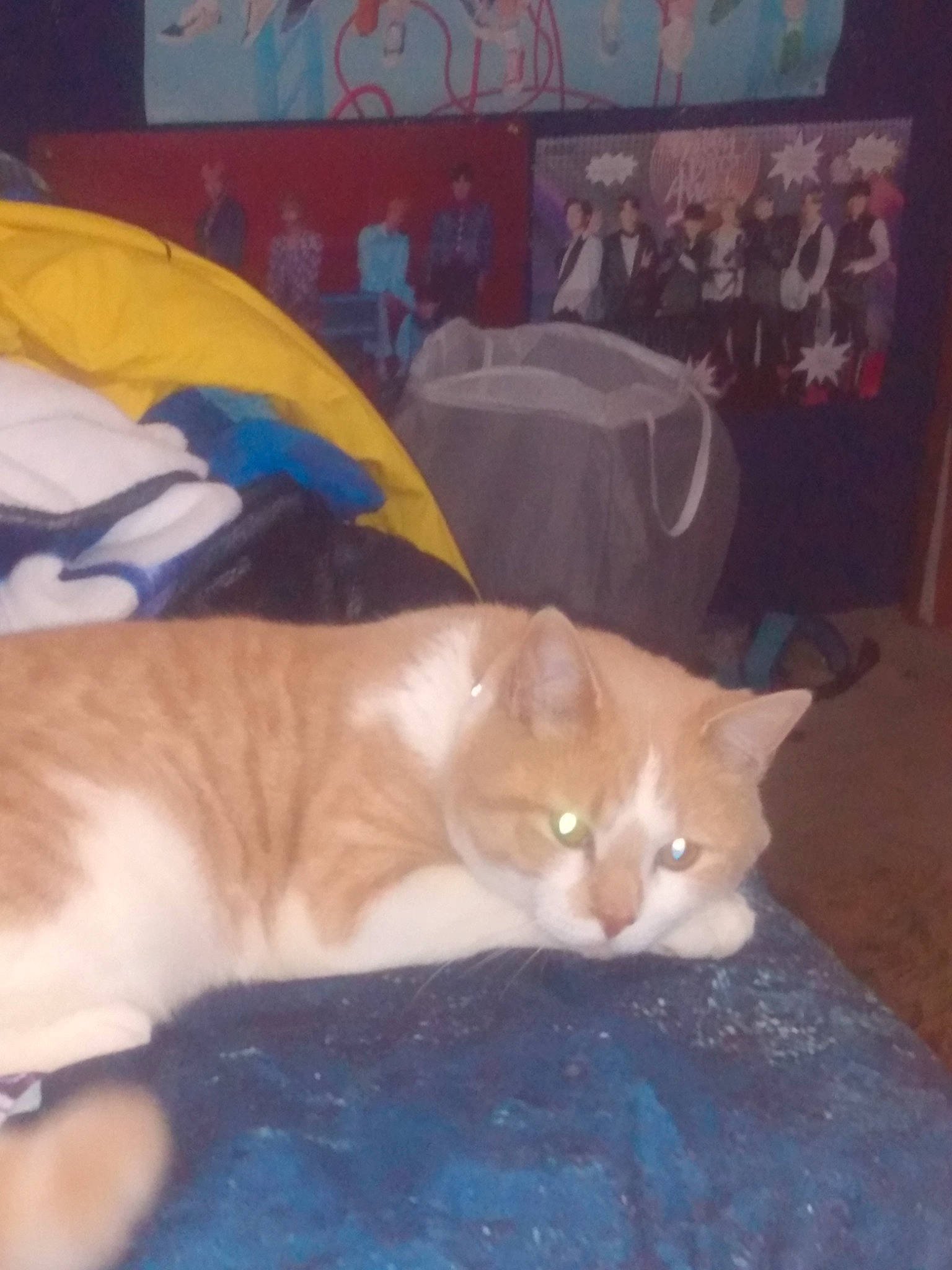 Oliver joined the competition — help win amazing prizes! carnivore, cat, cat_bed, claw, comfort, domestic_short_haired_cat, fawn, felidae, fur, nap, paw, sleep, small_to_medium_sized_cats, snout, tail, whiskers, wood