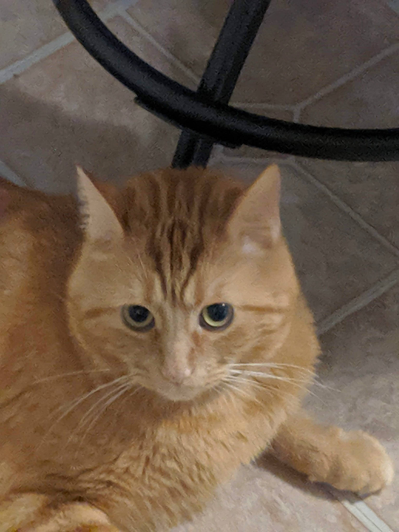 Butter joined the competition — help win amazing prizes! carnivore, cat, claw, domestic_short_haired_cat, fawn, felidae, fur, hardwood, paw, plant, small_to_medium_sized_cats, snout, tail, tree, whiskers, window, wood