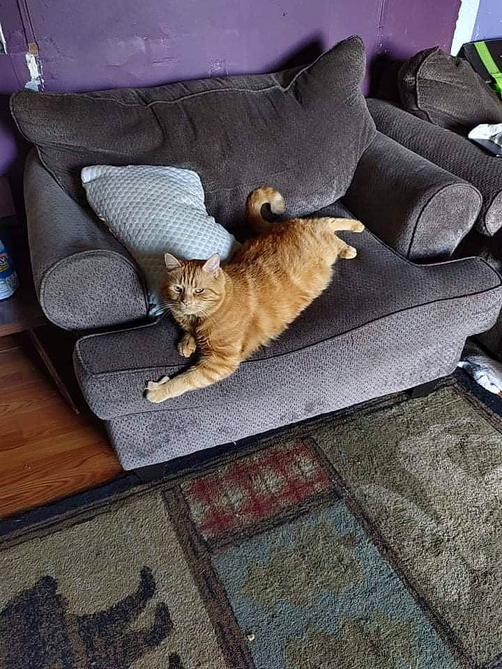 Butter is registered to the contest to win money with this photo: carnivore, cat, comfort, companion_dog, couch, domestic_short_haired_cat, fawn, felidae, floor, flooring, furniture, grey, hardwood, living_room, plant, room, small_to_medium_sized_cats, tail, whiskers, wood