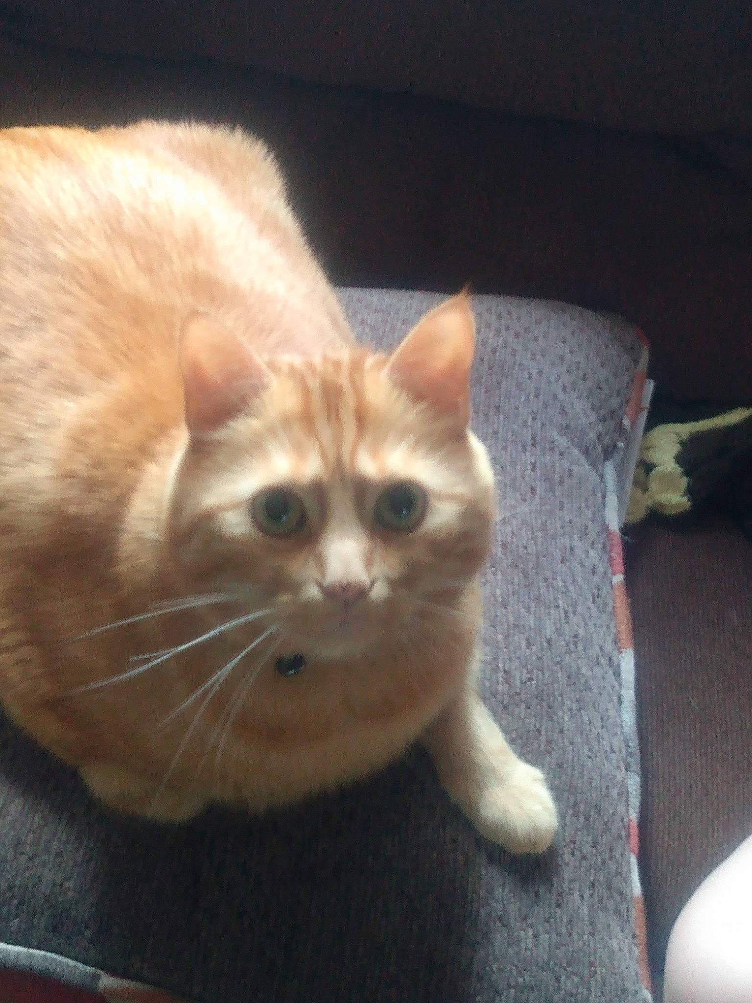 Butter is registered to the contest to win money with this photo: balinese, carnivore, cat, claw, couch, domestic_short_haired_cat, eye, fawn, felidae, fur, paw, small_to_medium_sized_cats, snout, tail, whiskers