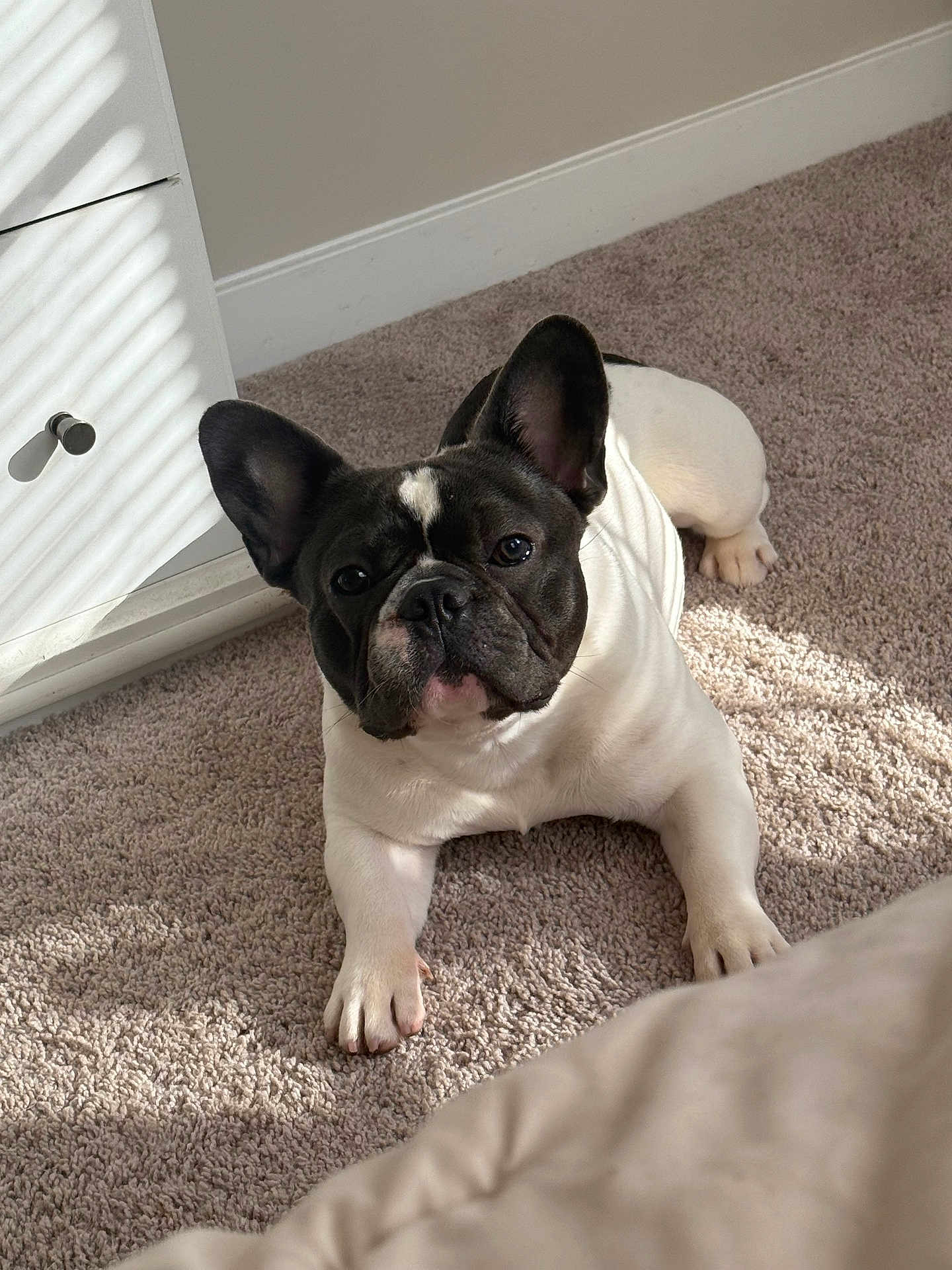 Enzo