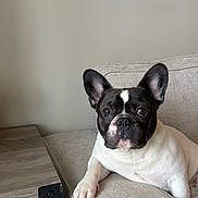 Enzo joined the competition — help win amazing prizes! animal, black_and_white, canine, companion, couch, cute, dog, domestic, ears, face, french_bulldog, furniture, indoor, living_room, looking, paw, pet, relaxed, resting, table