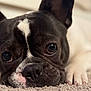Enzo is registered to the contest to win money with this photo: animal, black_and_white, carpet, close_up, cute, dog, domestic_animal, ears, expression, face, french_bulldog, fur, indoor, lying_down, paw, pet, portrait, resting, snout, whiskers