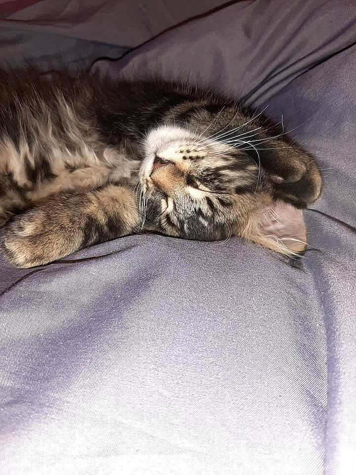 Pacha participe au concours pour gagner de l'argent avec cette photo : american_shorthair, carnivore, cat, domestic_short_haired_cat, dragon_li, egyptian_mau, european_shorthair, felidae, fur, kitten, maine_coon, nap, norwegian_forest_cat, pixie_bob, polydactyl_cat, sleep, small_to_medium_sized_cats, snout, tabby_cat, whiskers