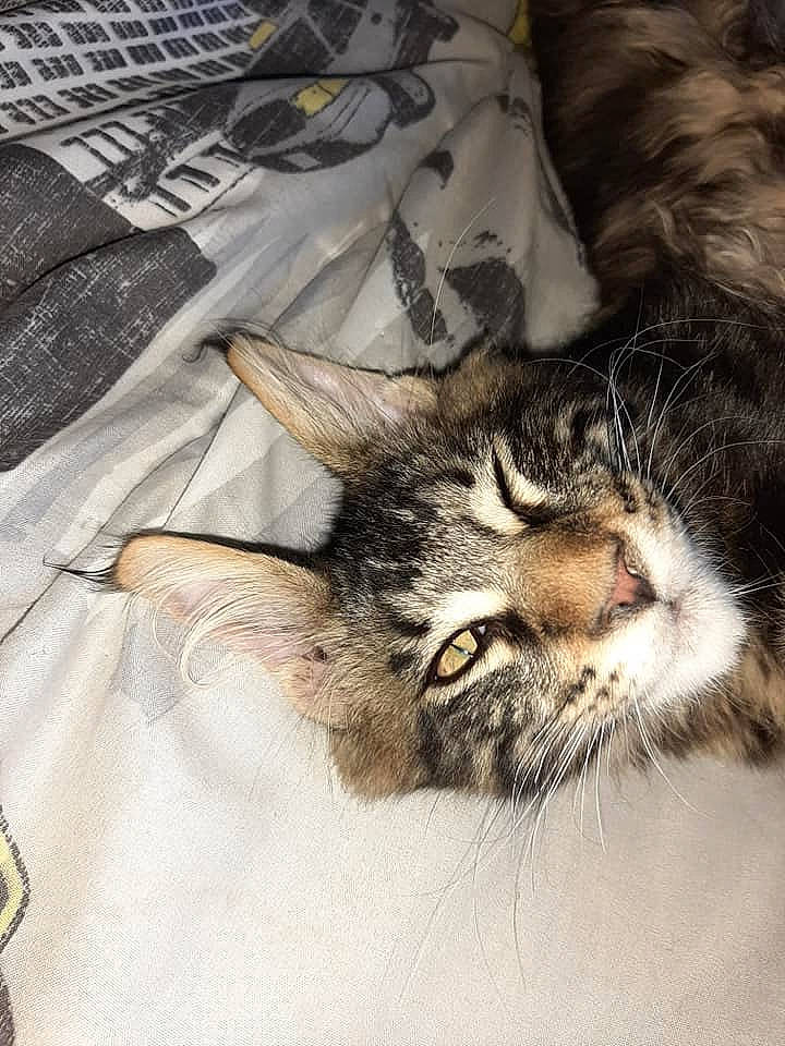 Pacha participe au concours pour gagner de l'argent avec cette photo : american_shorthair, carnivore, cat, domestic_short_haired_cat, dragon_li, ear, european_shorthair, eye, felidae, fur, kitten, maine_coon, norwegian_forest_cat, nose, pixie_bob, sleep, small_to_medium_sized_cats, snout, tabby_cat, whiskers