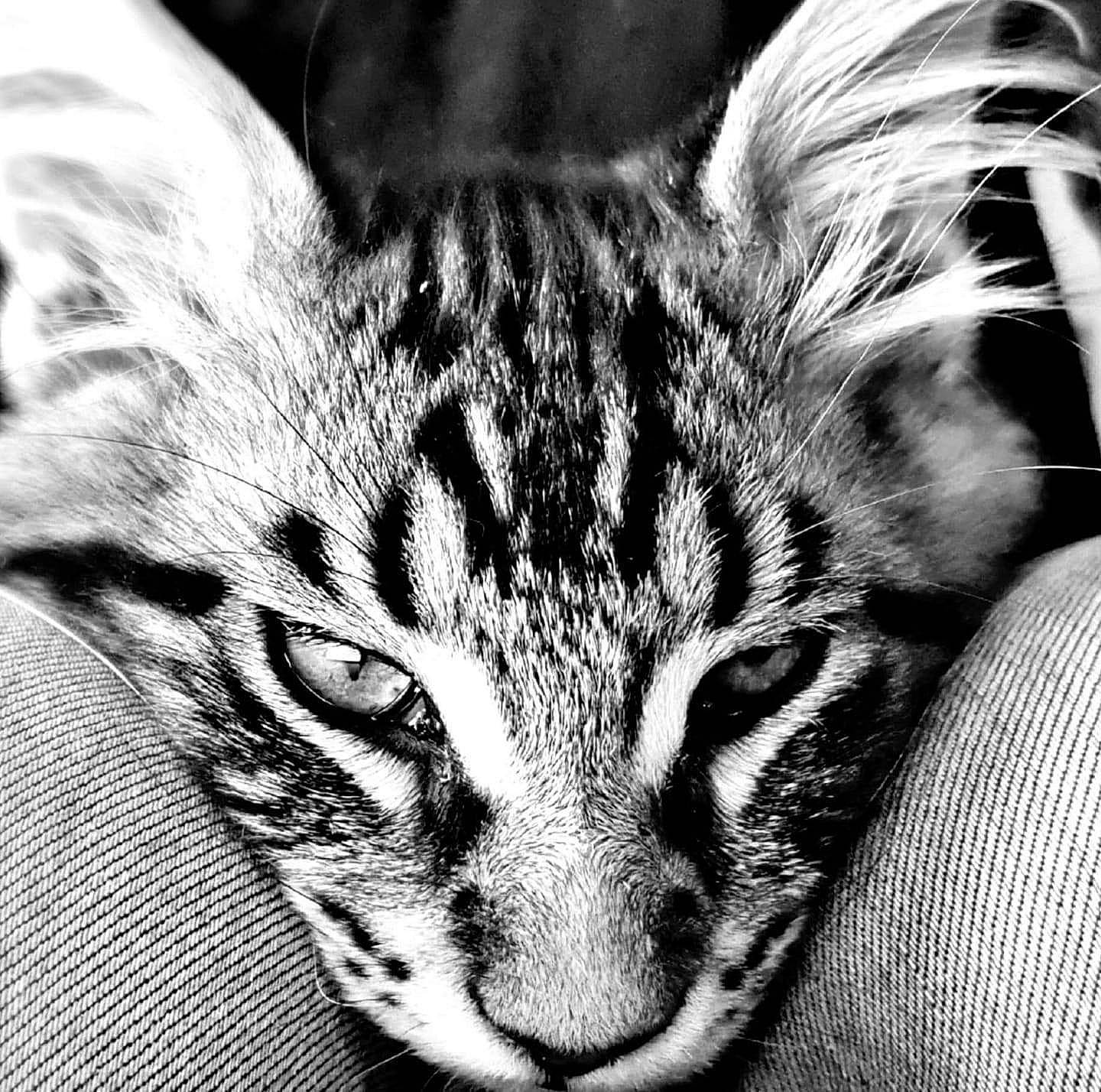 Pacha participe au concours pour gagner de l'argent avec cette photo : american_shorthair, asian, black_and_white, carnivore, cat, close_up, ear, eye, felidae, fur, monochrome, monochrome_photography, nose, ocelot, photography, small_to_medium_sized_cats, snout, tabby_cat, whiskers, wildlife