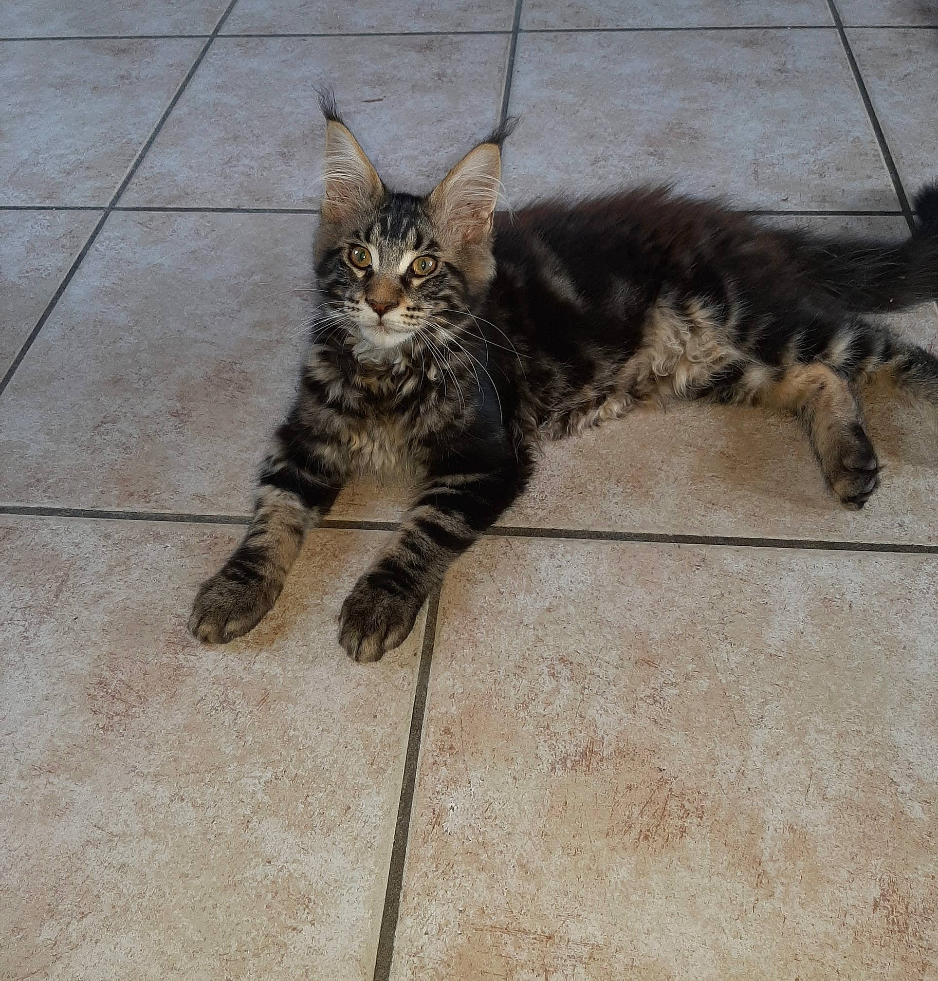 Pacha participe au concours pour gagner de l'argent avec cette photo : asian, carnivore, cat, domestic_short_haired_cat, dragon_li, egyptian_mau, european_shorthair, eye, felidae, fur, kitten, maine_coon, mammal, pixie_bob, small_to_medium_sized_cats, snout, tabby_cat, vertebrate, whiskers, wild_cat