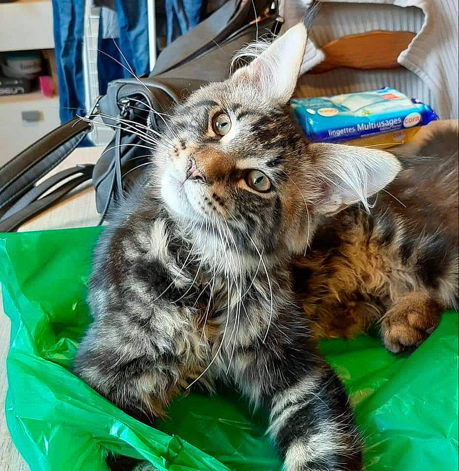 Pacha participe au concours pour gagner de l'argent avec cette photo : asian, carnivore, cat, domestic_long_haired_cat, domestic_short_haired_cat, dragon_li, european_shorthair, felidae, fur, kitten, maine_coon, mammal, norwegian_forest_cat, pixie_bob, siberian, small_to_medium_sized_cats, tabby_cat, whiskers