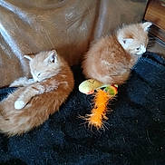 Minette participe au concours pour gagner de l'argent avec cette photo : alert, animal, blanket, cat, cozy, cute, domestic, feather_toy, fluffy, fur, furniture, indoor, kitten, leather_chair, orange_cat, pet, resting, sleeping, small, toy