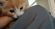 Minette participe au concours pour gagner de l'argent avec cette photo : animal, blurry, cat, close_up, comfort, cute, domestic_animal, eyes, face_partial, feline, fur, head, holding, indoor, kitten, orange_cat, person, pet, soft, young