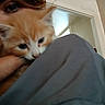 animal, blurry, cat, close_up, comfort, cute, domestic_animal, eyes, face_partial, feline, fur, head, holding, indoor, kitten, orange_cat, person, pet, soft, young
