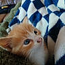 Minette a rejoint le concours — aidez-le/la à gagner de superbes lots ! animal, blanket, blue_eyes, cat, checkered_pattern, close_up, cozy, cute, fur, green_blanket, indoor, kitten, orange_fur, pet, resting, snuggling, soft_texture, whiskers, white_fur, young_animal