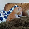 Minette participe au concours pour gagner de l'argent avec cette photo : animal, blanket, brown_couch, cat, checkered_blanket, couch, cozy, curious, feline, fur, furry, indoor, kitten, orange, pet, side_view, small_animal, soft_texture, white, young