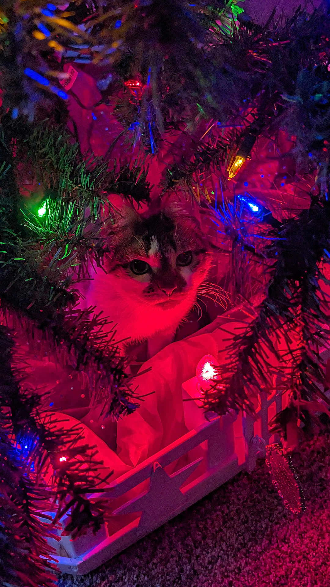 Sissy is registered to the contest to win money with this photo: cat, christmas_tree, holiday_lights, ornaments, festive, pet, curious, indoor, decorations, branches, colorful, animal, feline, closeup, celebration, night, glowing, cute, cozy, holiday