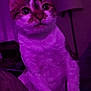 cat, pet, animal, purple_light, indoor, curious, sitting, feline, whiskers, ears, face, paws, fur, night, lamp, home, cozy, looking_up, tabby, cute