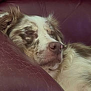 Finally joined the competition — help win amazing prizes! animal, brown, canine, closeup, comfortable, companion, couch, cozy, dog, domestic_animal, ear, fur, indoor, leather, pet, relaxed, resting, sleeping, snout, white