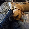 bed, bedroom, blanket, brown_fur, canine, closeup, collar, cozy, dog, human_legs, indoor, jeans, laundry_basket, patterned_bedspread, paw, pet, relaxed, sleeping, snout, socks
