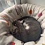 animal, basket, blanket, cat, cozy, curl, cute, domestic_cat, fur, fur_texture, gray_cat, indoor, nap, patterned_blanket, pet, resting, sleeping, soft_light, white_paws, window