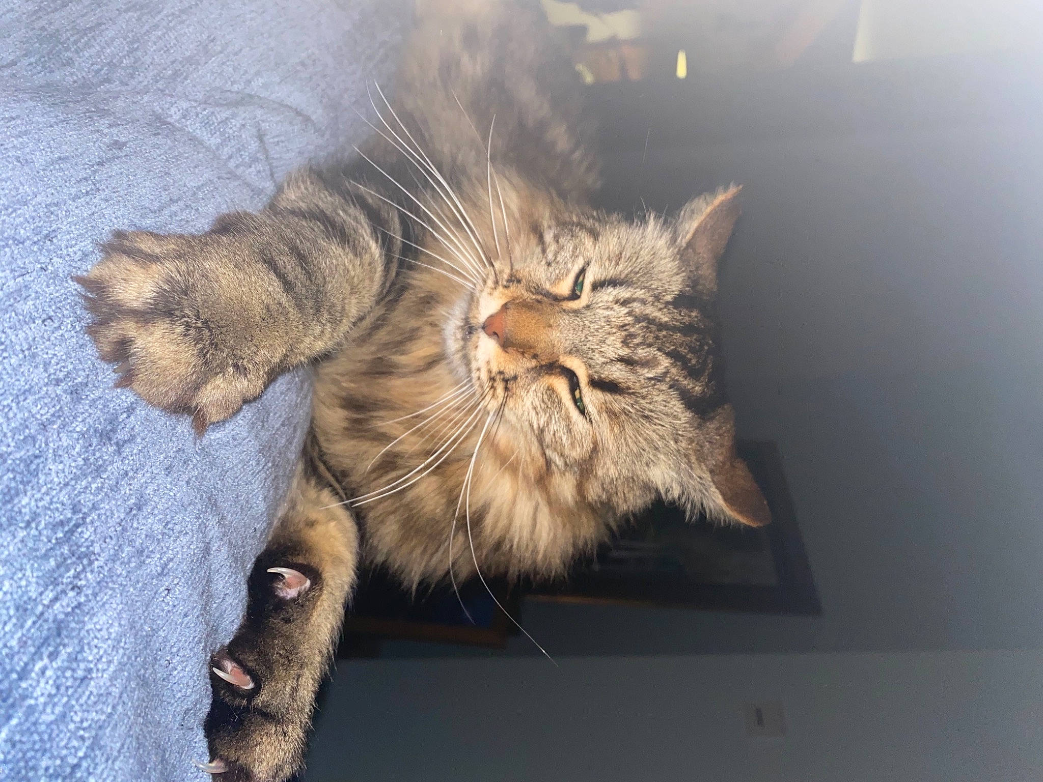 Yoko participe au concours pour gagner de l'argent avec cette photo : carnivore, cat, claw, comfort, domestic_short_haired_cat, fawn, felidae, fur, gesture, maine_coon, paw, small_to_medium_sized_cats, snout, tail, terrestrial_animal, whiskers, wildlife, wood