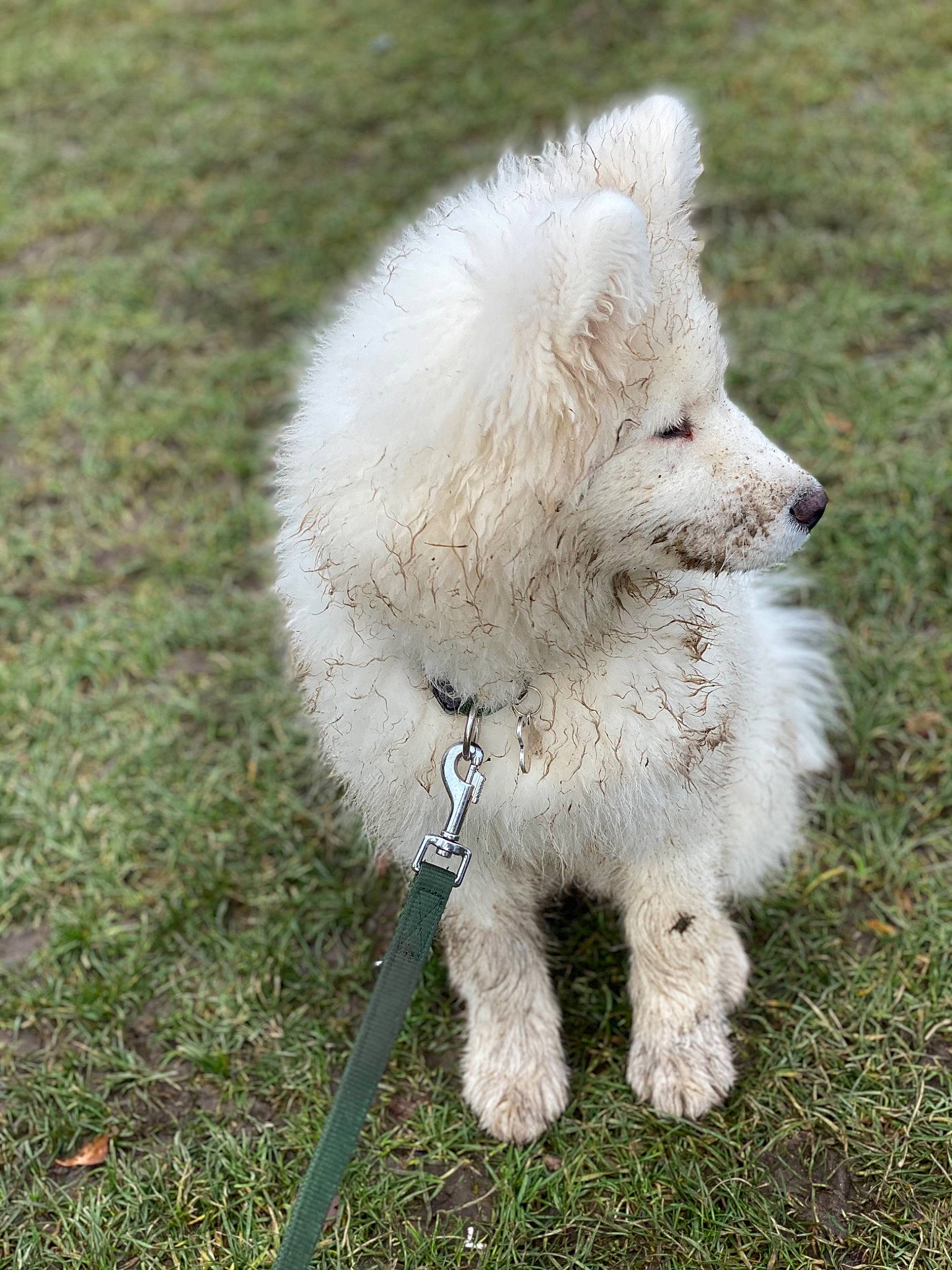 Rio a rejoint le concours — aidez-le/la à gagner de superbes lots ! canidae, carnivore, companion_dog, dog, dog_breed, fur, grass, grassland, maltepoo, non_sporting_group, plant, poodle, puppy, snout, sporting_group, tail, terrestrial_animal, terrier, toy_dog, working_animal