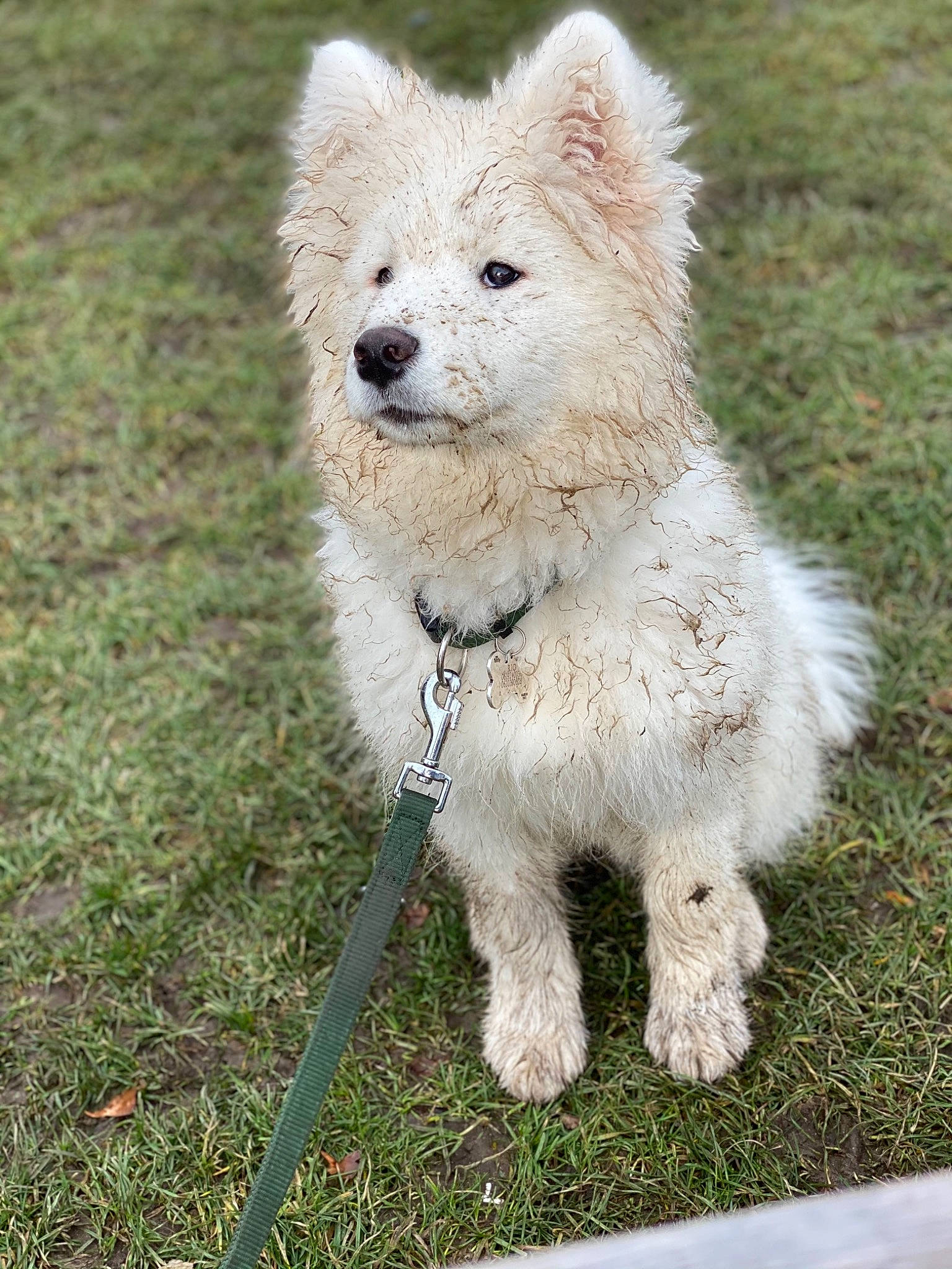 Rio participe au concours pour gagner de l'argent avec cette photo : ancient_dog_breeds, canidae, carnivore, companion_dog, dog, dog_breed, fur, grass, snout, sporting_group, tail, terrestrial_animal, working_animal, working_terrier