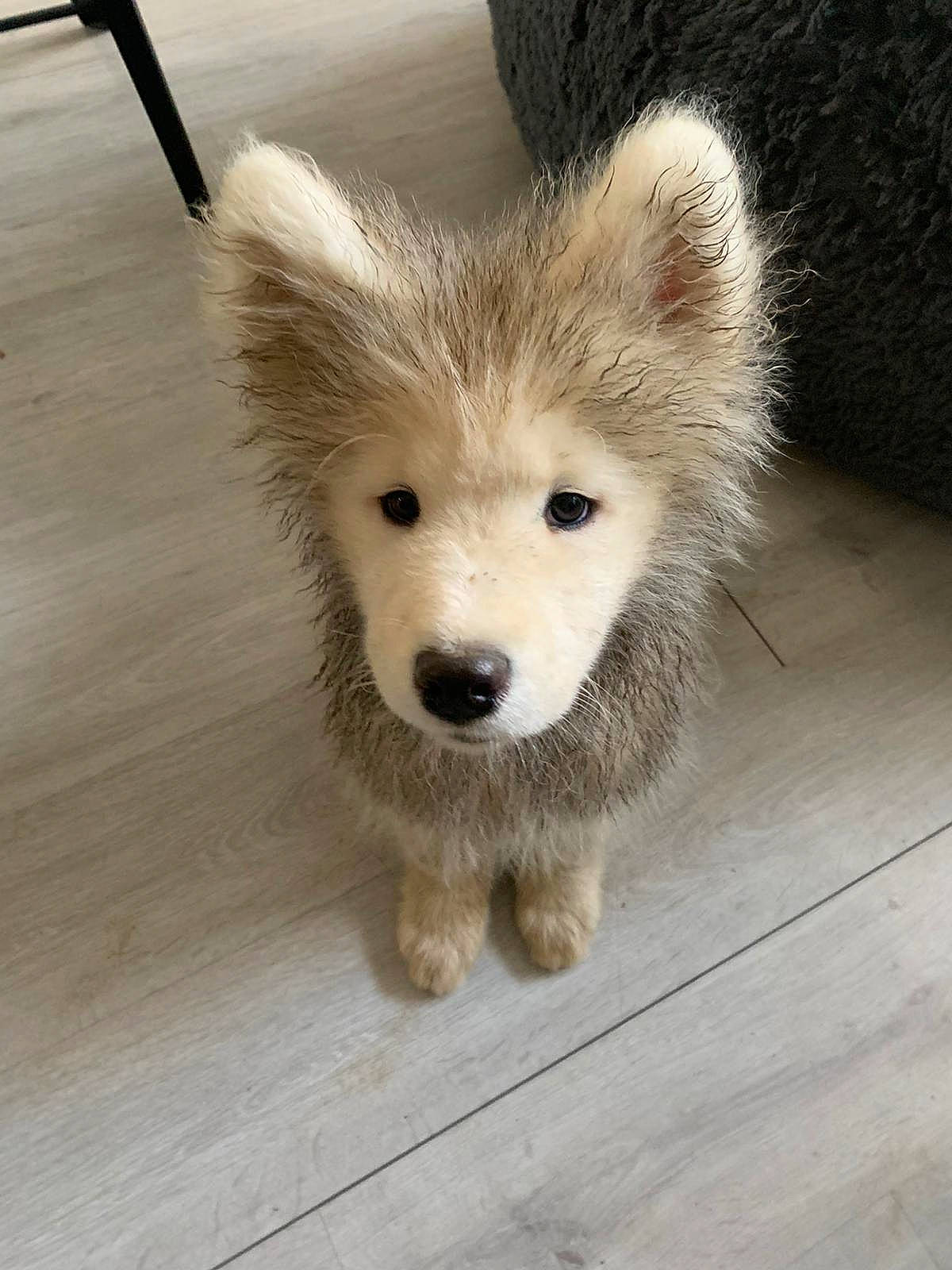 Rio a rejoint le concours — aidez-le/la à gagner de superbes lots ! ancient_dog_breeds, canidae, canis, carnivore, companion_dog, dog, dog_breed, floor, flooring, fur, hardwood, jaw, laminate_flooring, non_sporting_group, shadow, snout, sporting_group, varnish, wood_flooring, working_animal