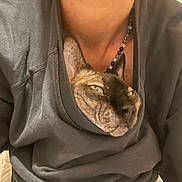 Miky participe au concours pour gagner de l'argent avec cette photo : animal, beaded_necklace, casual, cat, close_up, clothing, cozy, cute, ears, face, hairless_cat, indoor, neck, person, pet, resting, snug, sweatshirt, unique, wrinkled_skin