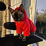 Miky a rejoint le concours — aidez-le/la à gagner de superbes lots ! animal, black_platform, cat, cat_tree, cozy, curtains, daylight, ears_up, feline, hairless_cat, home, houseplant, indoor, looking_away, pet, pet_clothing, portrait, red_hoodie, sphynx_cat, window