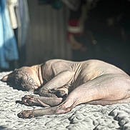 Miky a rejoint le concours — aidez-le/la à gagner de superbes lots ! dog, hairless_dog, sleeping, sunlight, bed, blanket, relaxing, indoor, pet, animal, skin_folds, paw, quiet, cozy, resting, shadows, texture, peaceful, closeup, nap