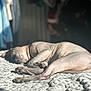 dog, hairless_dog, sleeping, sunlight, bed, blanket, relaxing, indoor, pet, animal, skin_folds, paw, quiet, cozy, resting, shadows, texture, peaceful, closeup, nap