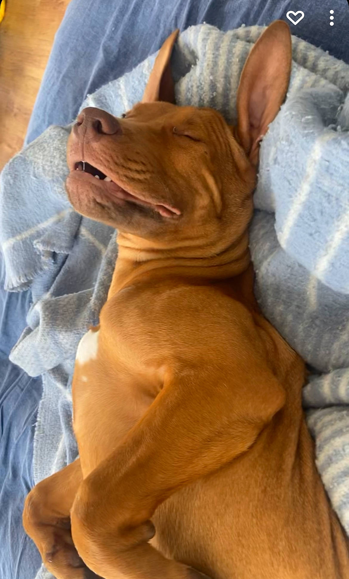 Killer participe au concours pour gagner de l'argent avec cette photo : canidae, carnivore, comfort, companion_dog, dog, dog_breed, ear, fawn, foot, fur, guard_dog, liver, paw, snout, sporting_group, terrestrial_animal, toy_dog, whiskers, working_animal, wrinkle