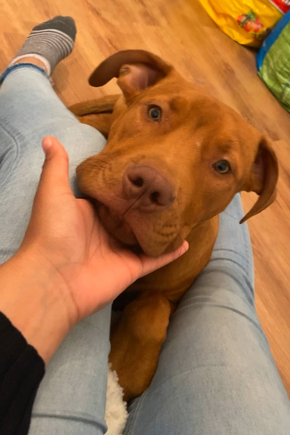 Killer a rejoint le concours — aidez-le/la à gagner de superbes lots ! canidae, carnivore, comfort, companion_dog, dog, dog_breed, ear, fawn, flooring, gesture, happy, hardwood, liver, snout, sporting_group, thumb, wood, working_animal, wrinkle, wrist