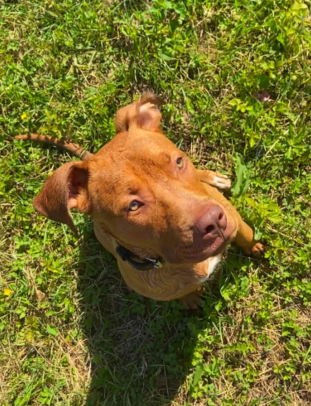 Killer a rejoint le concours — aidez-le/la à gagner de superbes lots ! bovine, canidae, carnivore, companion_dog, dog, dog_breed, grass, grassland, groundcover, hat, hunting_dog, liver, pasture, plant, soil, sporting_group, terrestrial_animal, whiskers, wood, working_animal