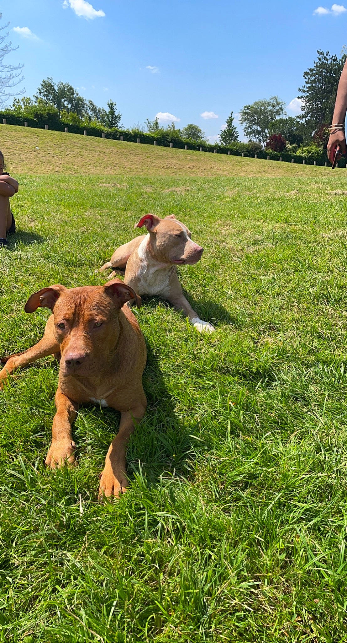 Killer a rejoint le concours — aidez-le/la à gagner de superbes lots ! agriculture, carnivore, cloud, companion_dog, dairy_cow, dog, dog_breed, fawn, grass, grassland, groundcover, landscape, livestock, meadow, plant, sky, snout, terrestrial_animal, tree, working_animal