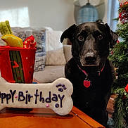 Orson joined the competition — help win amazing prizes! dog, black_dog, pet, animal, portrait, birthday, birthday_cake, bone_shaped_treat, christmas_tree, holiday, gift, toy, living_room, couch, indoors, table, collar, heart_tag, sitting, celebration