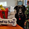 dog, black_dog, pet, animal, portrait, birthday, birthday_cake, bone_shaped_treat, christmas_tree, holiday, gift, toy, living_room, couch, indoors, table, collar, heart_tag, sitting, celebration