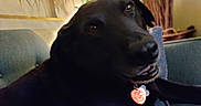 Orson joined the competition — help win amazing prizes! dog, black_dog, pet, canine, animal, portrait, closeup, lying_down, sitting, collar, tag, heart_tag, couch, sofa, indoor, living_room, home, furniture, plant, relaxed