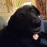 dog, black_dog, pet, canine, animal, portrait, closeup, lying_down, sitting, collar, tag, heart_tag, couch, sofa, indoor, living_room, home, furniture, plant, relaxed