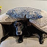 dog, black_dog, pet, animal, couch, sofa, pillows, cushions, indoor, living_room, portrait, lying_down, funny, cozy, home, furniture, paws, brown_eyes, patterned_fabric, flowers