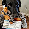 dog, black_dog, pet, animal, portrait, close_up, plush_toy, stuffed_animal, check, giant_check, money, award, charity, indoors, living_room, wood_floor, rug, wide_eyes, holding_toy, funny