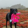 dog, black_dog, plush_toy, toy, outdoor, field, coastal_landscape, succulents, red_flowers, mist, hills, nature, standing, animal, pet, retriever, black_fur, holding_toy, playful, portrait