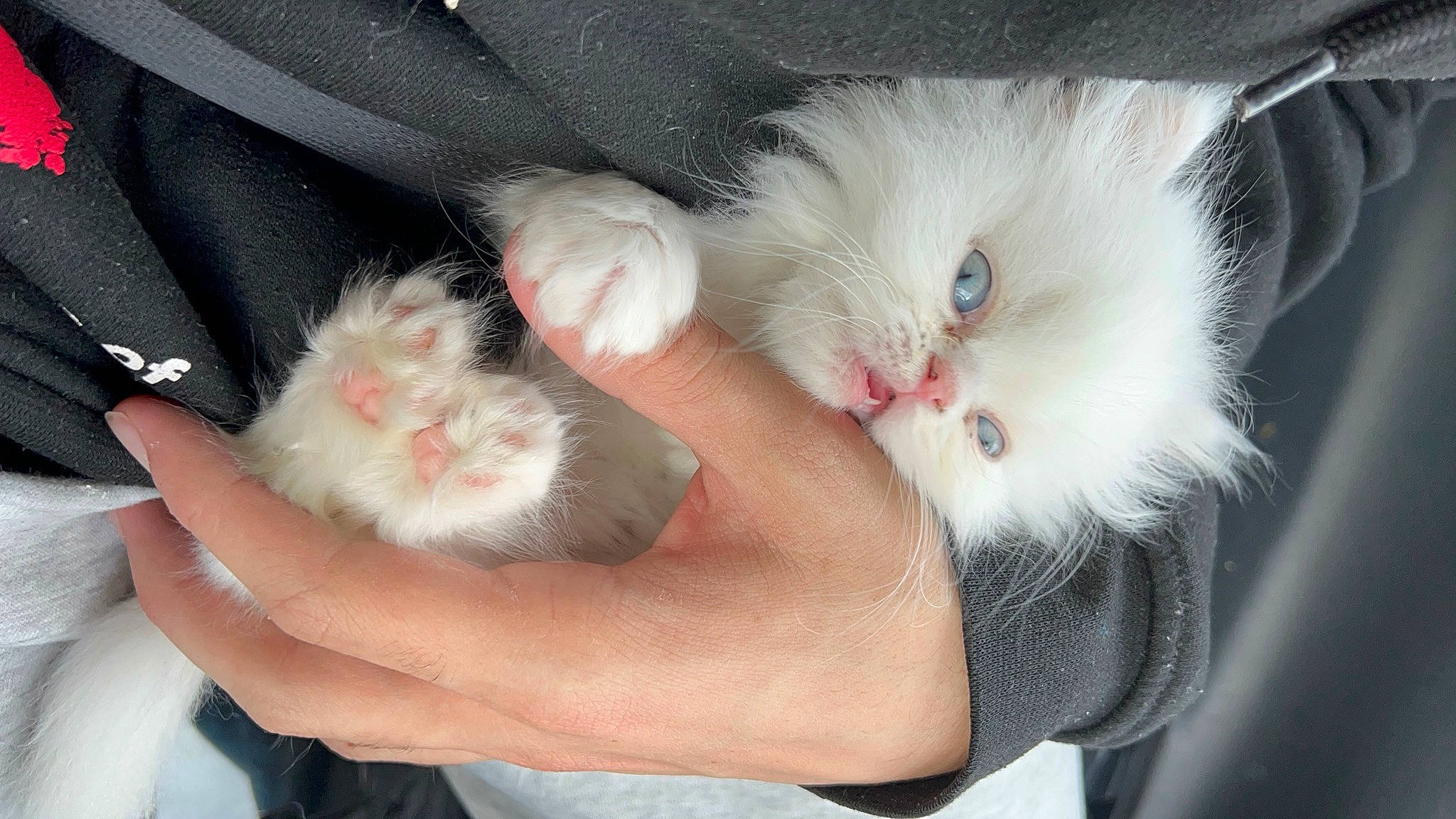 Cairo is registered to the contest to win money with this photo: carnivore, cat, claw, comfort, domestic_short_haired_cat, felidae, finger, foot, fur, gesture, lap, mammal, nail, paw, rodent, small_to_medium_sized_cats, snout, tail, vertebrate, whiskers