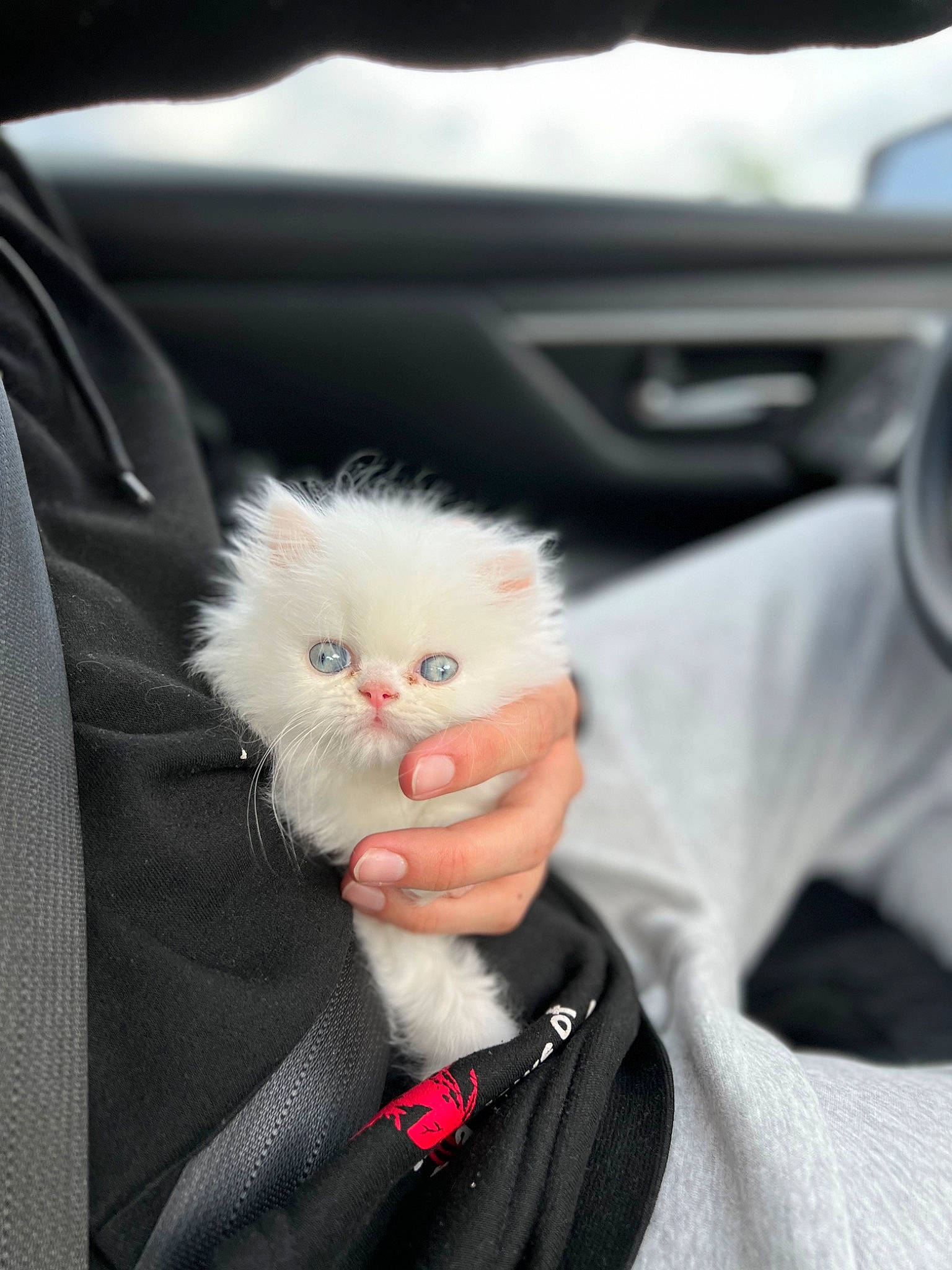Cairo joined the competition — help win amazing prizes! bow_tie, car, car_seat, carnivore, cat, claw, driving, family_car, fashion_accessory, felidae, formal_wear, fur, gesture, nail, personal_luxury_car, small_to_medium_sized_cats, snout, suit, tie, whiskers